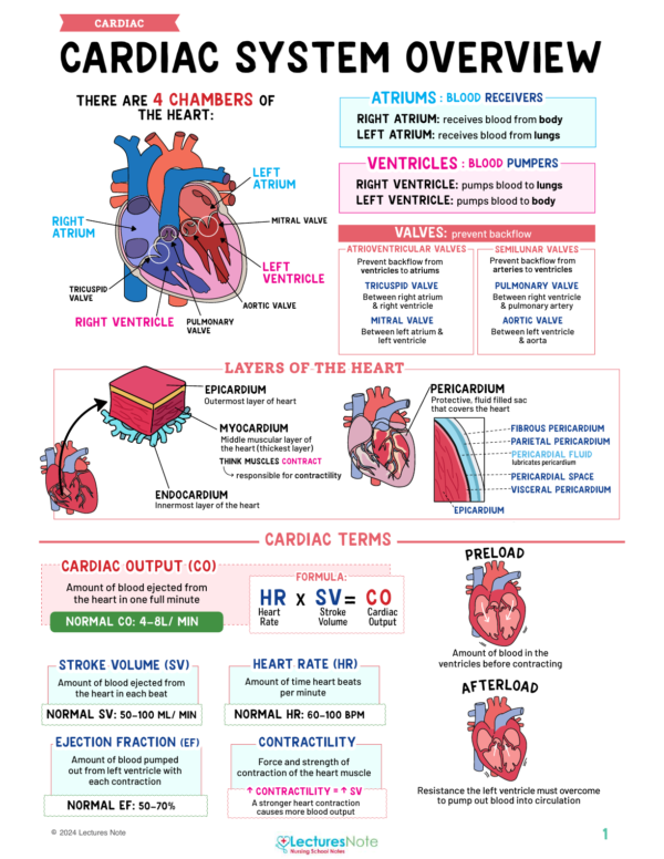 Cardiac Nursing Study Notes Bundle - Image 2