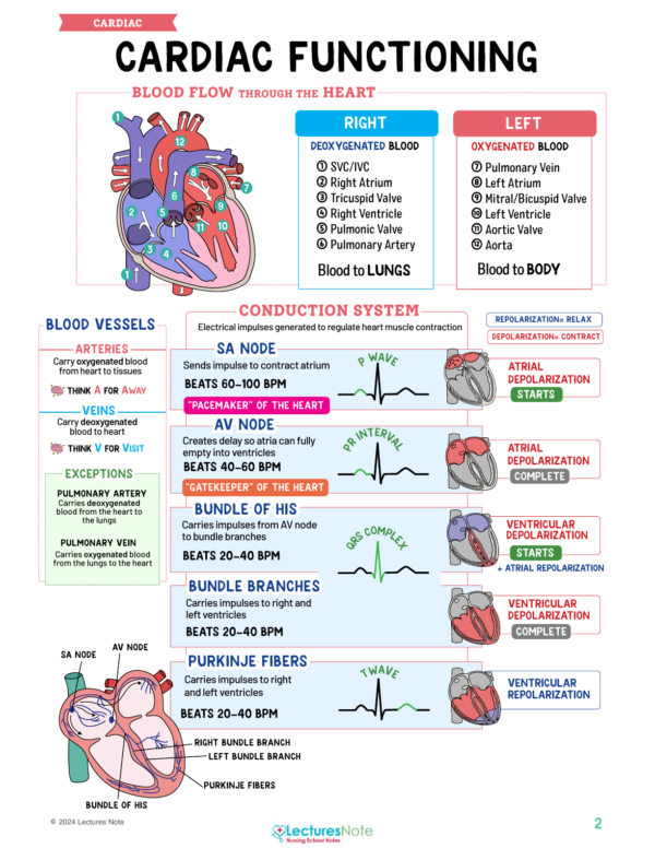 Cardiac Nursing Study Notes Bundle - Image 3