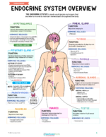 Endocrine Nursing Study Notes Bundle - Image 2
