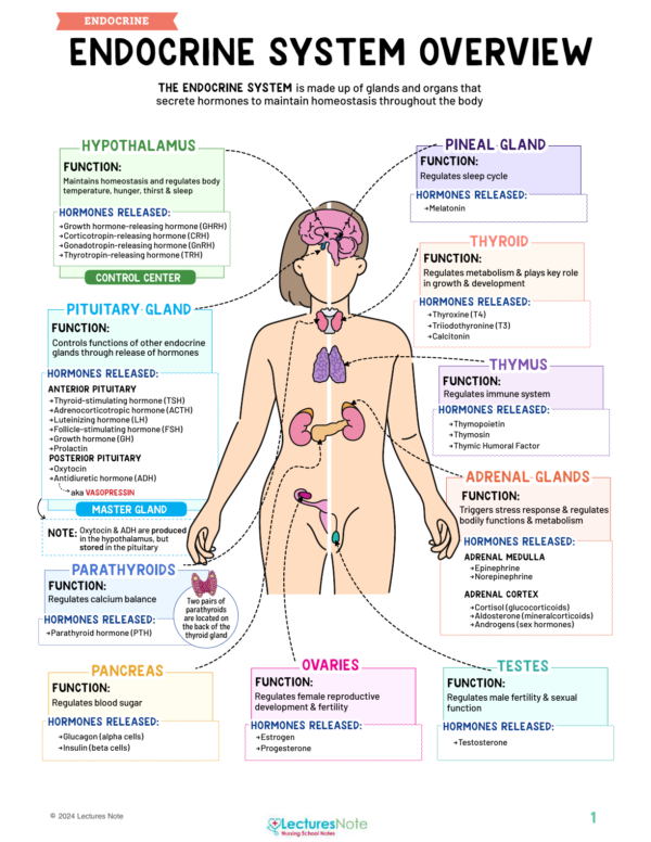 Endocrine Nursing Study Notes Bundle - Image 2
