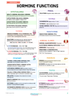 Endocrine Nursing Study Notes Bundle - Image 3