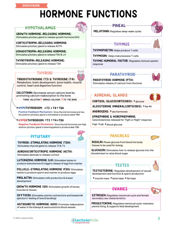 Endocrine Nursing Study Notes Bundle - Image 3