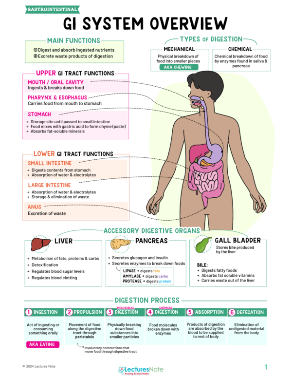 Gastrointestinal Nursing Study Notes Bundle - Image 2