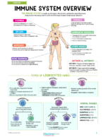 Immune System Nursing Study Notes Bundle - Image 2