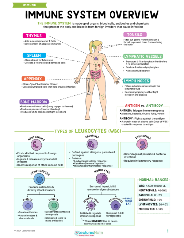 Immune System Nursing Study Notes Bundle - Image 2