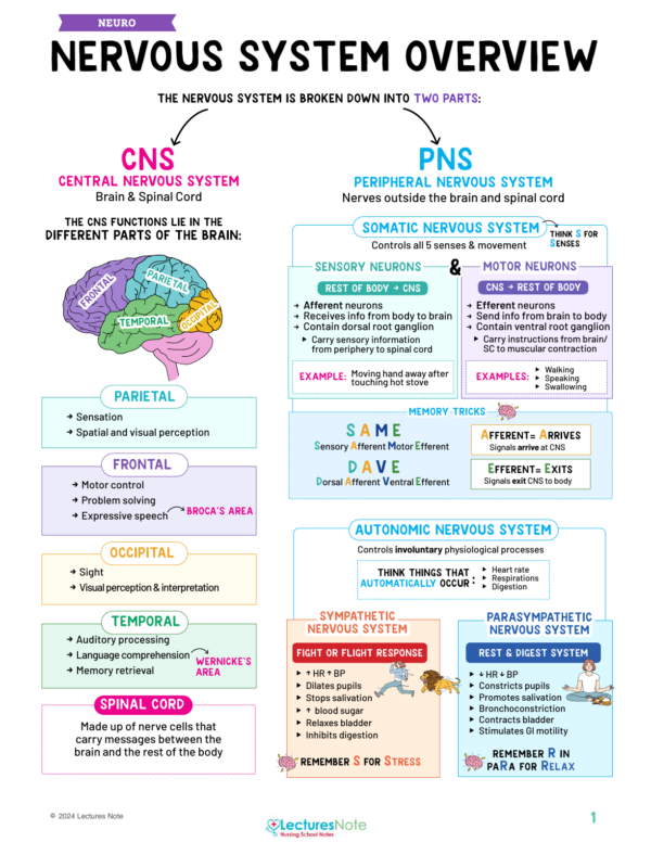 Medical-Surgical Study Notes Bundle - Image 3
