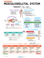 Musculoskeletal Nursing Study Notes Bundle - Image 2