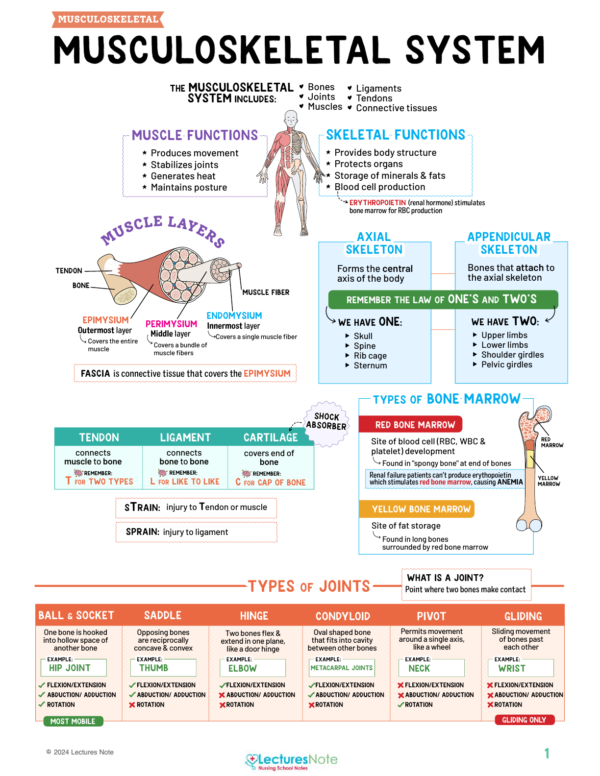 Musculoskeletal Nursing Study Notes Bundle - Image 2