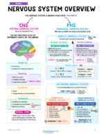 Neuro Nursing Study Notes Bundle - Image 2