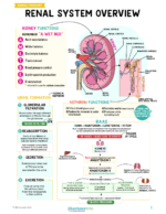 Renal and Urinary Nursing Study Notes Bundle - Image 2