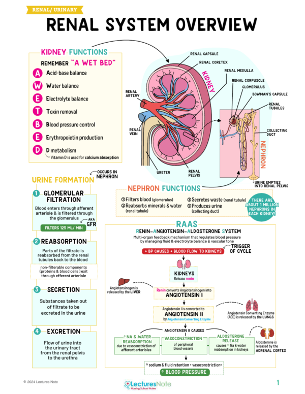 Renal and Urinary Nursing Study Notes Bundle - Image 2