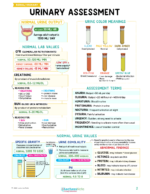 Renal and Urinary Nursing Study Notes Bundle - Image 3