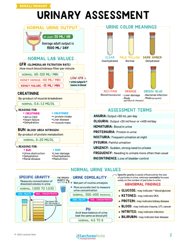 Renal and Urinary Nursing Study Notes Bundle - Image 3