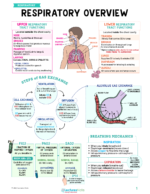 Respiratory Nursing Study Notes Bundle - Image 2