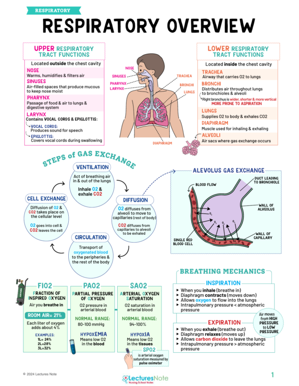 Respiratory Nursing Study Notes Bundle - Image 2